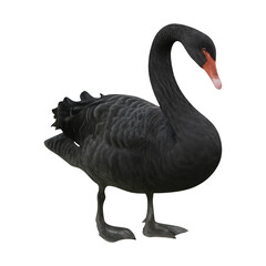Fototapeta premium PNG Elegant black swan silhouette.