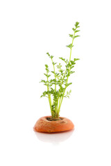 regrowing of carrot tops, isolated on a white background
