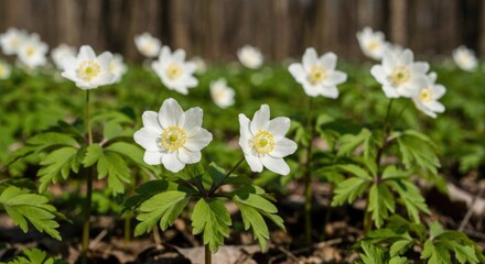 Obraz premium Close-up of white, daisy-like wildflowers with yellow centers and green leaves in a woodland setting