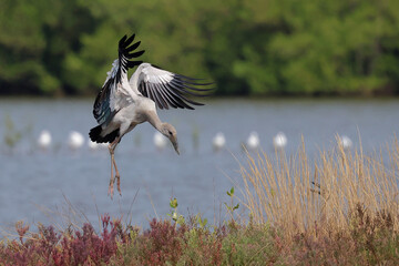 The Asian openbill is landing at the pond to feed on shellfish for food.