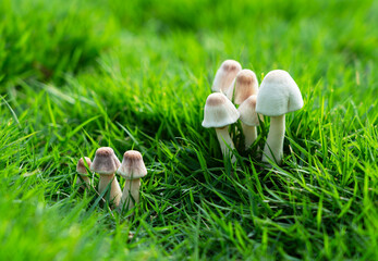 Small Wild White Mushrooms Growing in Vibrant Green Grass - Macro Nature Photography