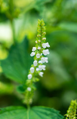 Vertical Macro Shot of Tiny White Perilla (Shiso) Flowers Blooming on a Green Stalk in a Lush Garden