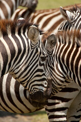 Fototapeta premium Group of Zebras at Lake Nakuru, Kenya