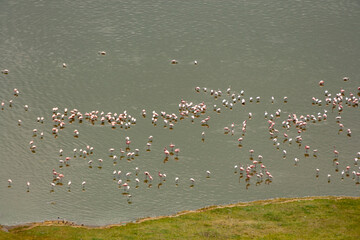 Lesser Pink Flamingoes & Greater Flamingo at Lake Nakuru, Kenya © A Linscott