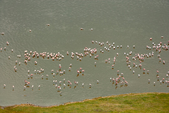 Lesser Pink Flamingoes & Greater Flamingo at Lake Nakuru, Kenya
