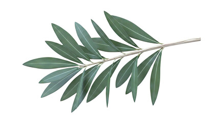 Obraz premium Olive branch with green leaves on a white background