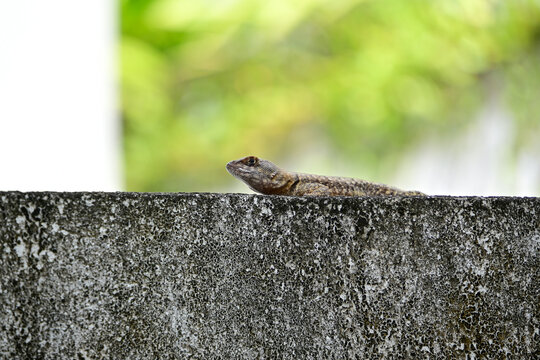 tropidurus torquatus lizard on concrete wall, brazilian calango resting in sun, tropical reptile in urban environment, small lizard on stone fence