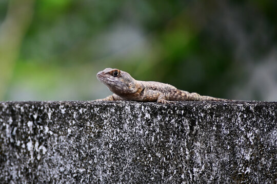 tropidurus torquatus lizard on concrete wall, brazilian calango resting in sun, tropical reptile in urban environment, small lizard on stone fence