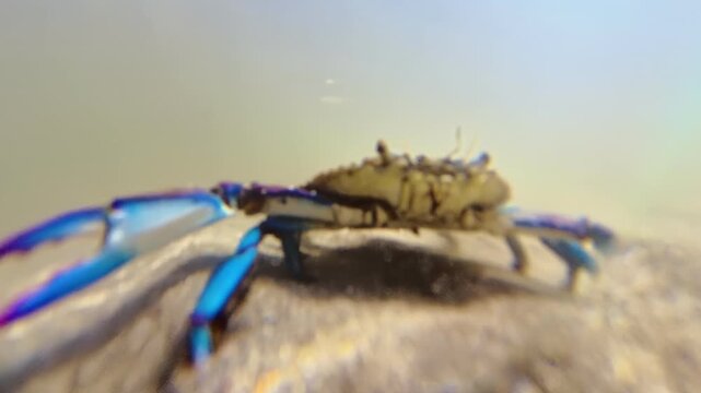 Blue crab Callinectes sapidus, walking along sandy bottom, capturing fascinating marine life in its natural underwater habitat within Caravelle Peninsula Nature Reserve in French Antilles, Caribbean.