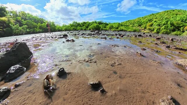 aerial view of Fiddler crabs, Uca rapax, inhabiting shallow waters of Caravelle Peninsula Nature Reserve, mangrove swamp. Martinique island in French Antilles, Caribbean of France