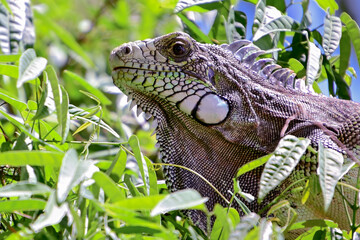 Fototapeta premium green iguana perched in tropical foliage, closeup of iguana iguana in dense leaves, wild lizard in natural habitat, arboreal reptile camouflage in green tree, animal macro photography 