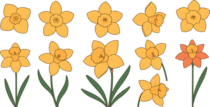 Hand drawn yellow daffodil flower vector set with green leaves for spring floral nature design