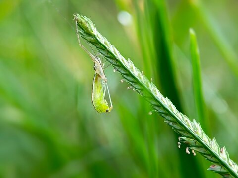 Green Grasshopper molting on a grass