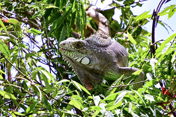 green iguana perched in tropical foliage, closeup of iguana iguana in dense leaves, wild lizard in...