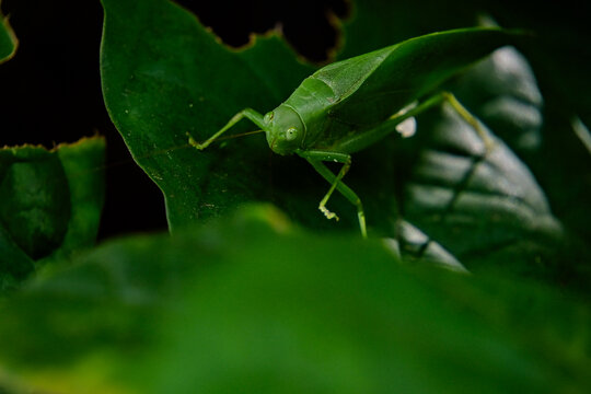 green katydid on leaf close up, tropical insect camouflage in nature, macro wildlife detail