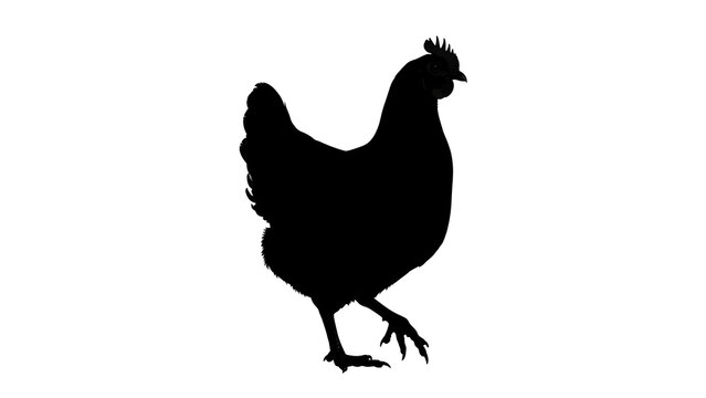Chicken silhouette walking on white background