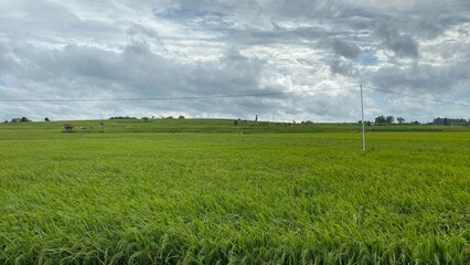 The view of vast green rice paddies with terraced contours under a cloudy sky, displays a serene rural atmosphere.