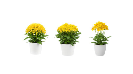 Yellow flower pot plant on transparent background