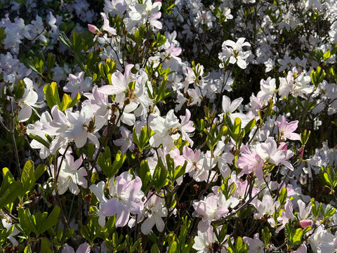 Rhododendron schlippenbachii Maxim royal azalea flowers.