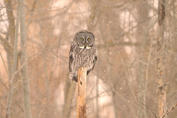 Close up of a Great Gray Owl perched on a dead tree stump in a snow storm