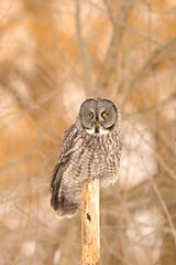 Close up of a Great Gray Owl perched on a dead tree stump