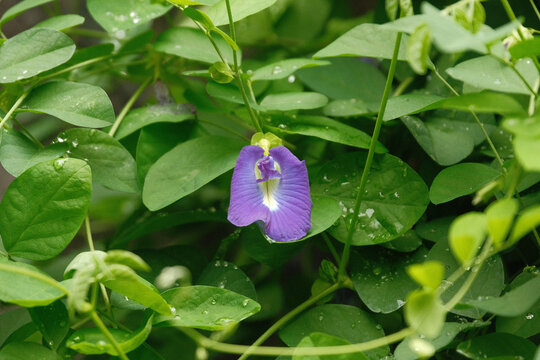 Solitary Butterfly Pea Flower With Leaves in Background Clitoria Ternatea Asian Pigeonwings Telang Jawa
