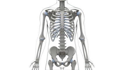 Human Skeletal System