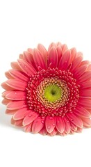 Close-Up of a Vibrant Pink Gerbera Daisy with Yellow Center.