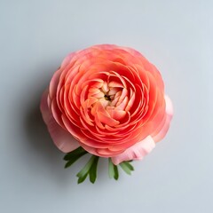 Close-up of a Vibrant Pink Ranunculus Flower on a Soft Gray Background.