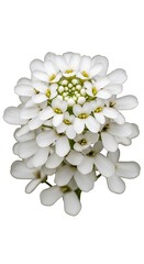 Close-up of a White Candytuft Flower Head in Full Bloom.