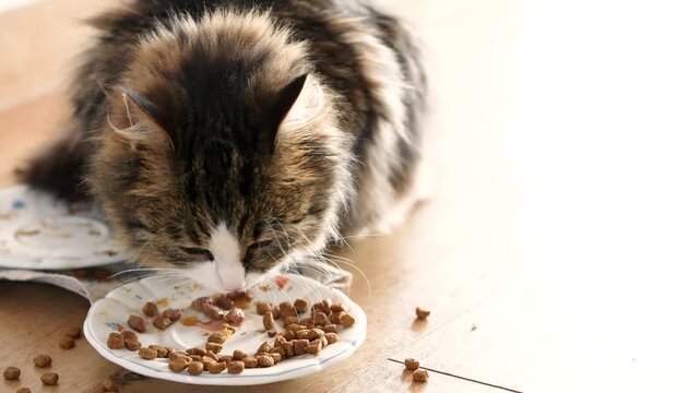 A domestic longhair tabby cat feeding indoors from a plate, with leftover dry food visible on the floor. Natural everyday scene showing relaxed pet behavior in a lived-in home environment.