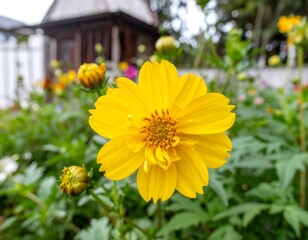 Vibrant yellow cosmos flower in a garden setting