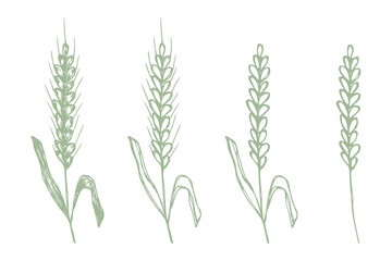 Fototapeta premium Set of hand drawn cereal wheat oat rye barley rice ears spikelet clipart Organic wheat bread agriculture farming harvest healthy food Single element for design print packaging label decor