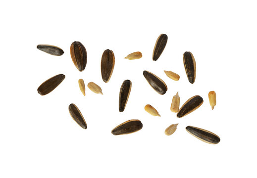 abstract sunflower seeds isolated