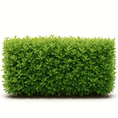 Fototapeta premium Lush Green Hedge Isolated on White Background 2.