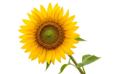 Fototapeta premium Vibrant Yellow Sunflower with Green Stem and Leaves Isolated on Black Background