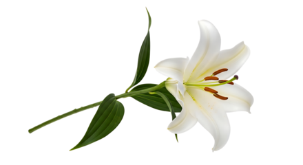 Elegant White Lily Flower with Green Stem and Leaves on Black Background
