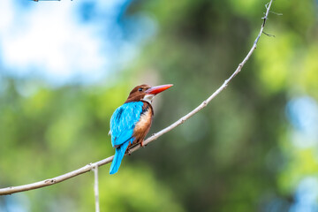 Fototapeta premium A beautiful White-throated Kingfisher perched on a dry branch. A Kingfisher waiting patiently for its next catch in the soft evening light.