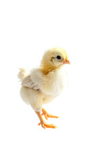 Fototapeta premium Gentle Chick Walking on a Soft White Background