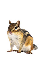 Obraz premium Calm Chipmunk on White Background