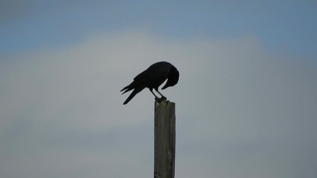 [4K] Crow Perching on a Dead Tree by the Sea: Black Bird and Ocean Background in Japan
 【4K】海岸の枯れ木に止まるカラス：海を背景に佇む黒い鳥、青森の自然風景素材 撮影日：20251010-1
