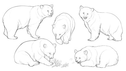 リアルなクマの線画、塗り絵、