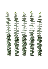 five symmetrical sprigs of slate-green eucalyptus cinerea foliage with circular leaves, standing vertically in a shadowless high-key studio, precise organization concept for design