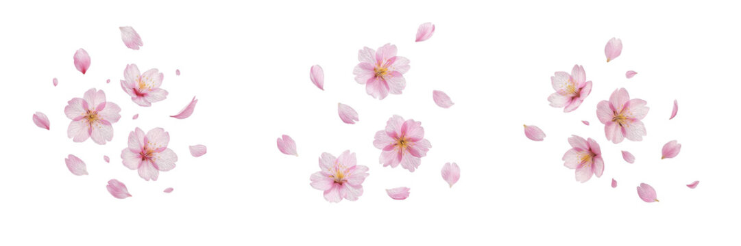 Set of Pink Cherry Blossom Flowers and Falling Petals Isolated on White Background - Sakura Floral Elements