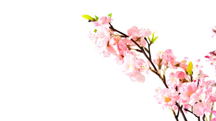 Cherry Blossoms Sakura