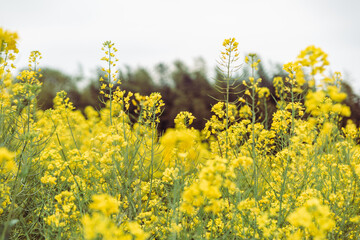 Fototapeta premium 草原の菜の花