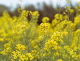 Obraz premium 草原の菜の花