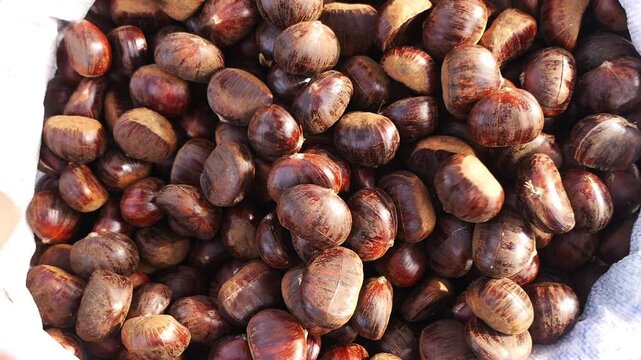Harvesting chestnuts in autumn in the countryside