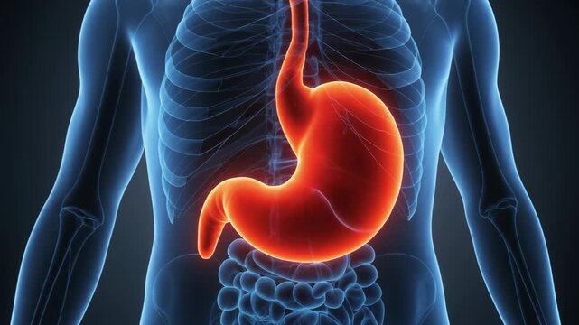 Human digestive system anatomy illustration highlighting the stomach and esophagus within a transparent male torso for medical study.
