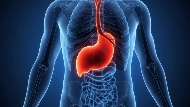 3D medical visualization of human stomach and esophagus highlighted red within a blue translucent male torso showing skeletal structure and digestive tract.